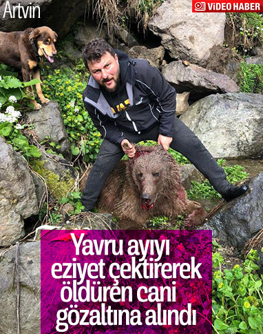 Artvin’de yavru ayıyı vurup, köpekleri saldı