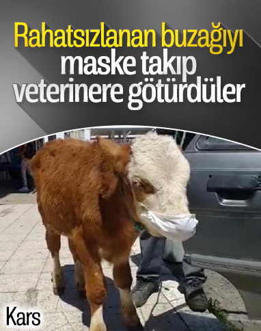 Kars'ta veterinere giden buzağıya maske takıldı