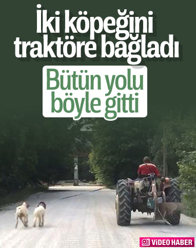 Çanakkale'de, köpekleri traktöre bağlayan çiftçi
