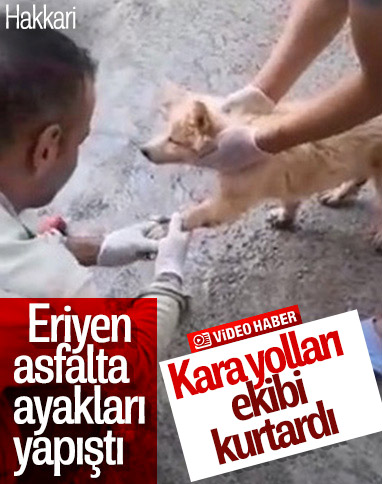 Hakkari'de ayakları asfalta yapışan köpek kurtarıldı