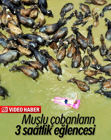 Mandalarla birlikte serinleyen Muşlu çobanlar