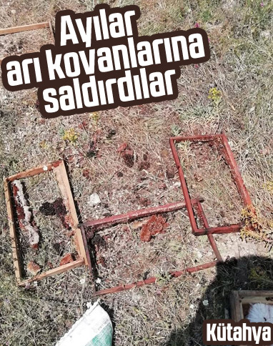Kütahya'da ayılar arı kovanlarını parçaladı