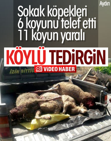 Aydın'da koyunları köpekler telef etti: Köylü korkuyor