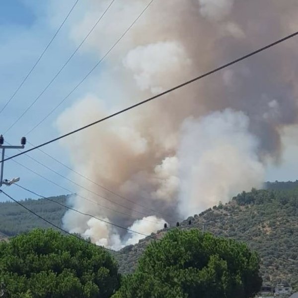Aydın'da orman yangını