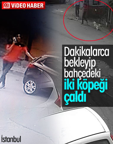 Maltepe’de iki köpeği güpegündüz çaldı