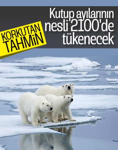 Kutup ayılarının nesli 80 yıl sonra tükenecek öngörüsü