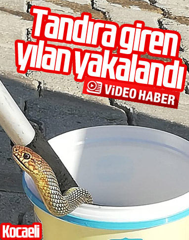 Kocaeli'nde tandıra giren yılan yakalandı