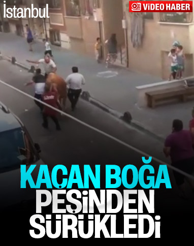 Küçükçekmece'de kurbanlık boğanın kaçış anı