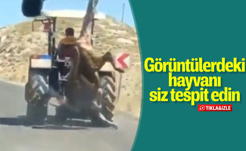 Sivas'ta kurbanlığa işkence cezasız kalmadı