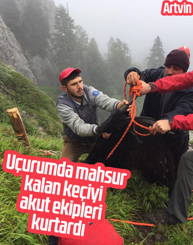 Artvin'de uçurumda mahsur kalan keçiyi AKUT kurtardı