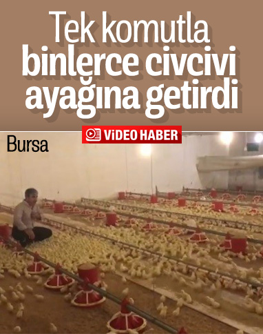 Bursa'da, tek komutla binlerce civcivi etrafına topladı