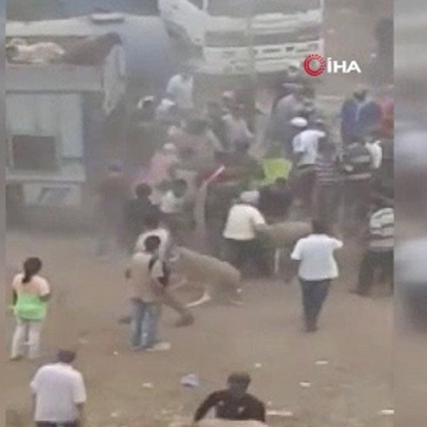 Fas’ta kurban pazarında satıcı-alıcı kavgasında yağma