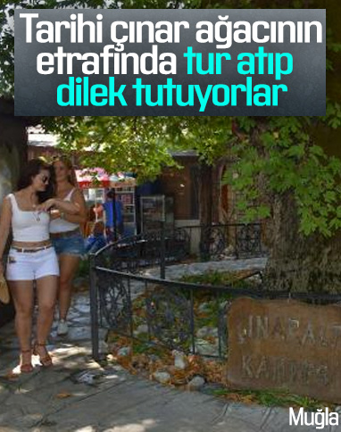 Marmaris'te tarihi çınar ağacı, ilgi odağı oldu