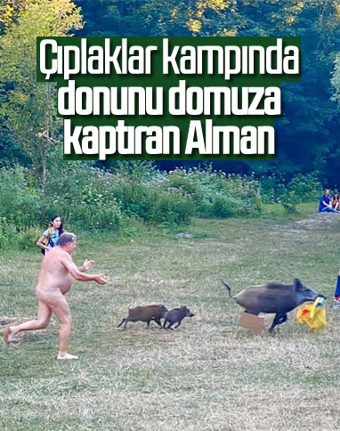 Almanya'da yaşlı adamın iç çamaşırını domuzlar çaldı