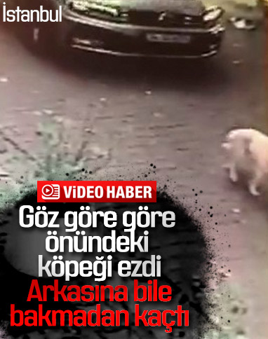 Beşiktaş'ta köpeğe çarpıp kaçan sürücü