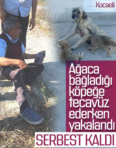 Kocaeli'de köpeğe tecavüz ederken yakalandı
