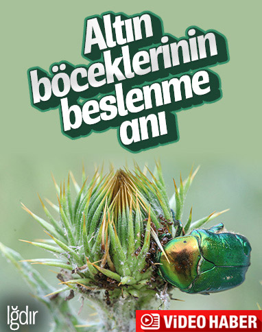 Iğdır'daki altın böceklerinin beslenme anı kamerada