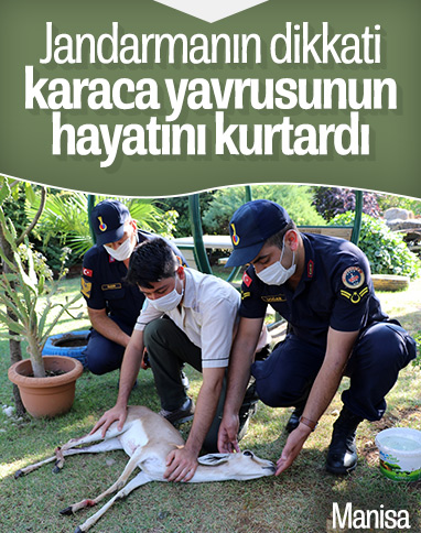 Manisa'da yaralı karaca jandarma ekiplerince kurtarıldı
