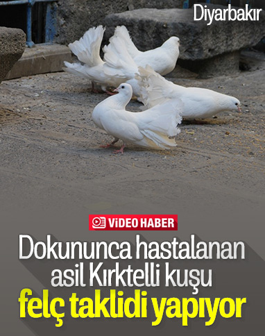 Diyarbakır'ın asil Kırktelli kuşlarının felç görünümü