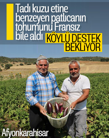 Afyonkarahisar'da ata tohumu ile patlıcan üretiyorlar