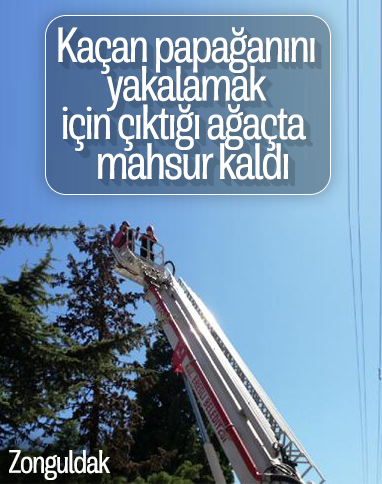 Zonguldak'ta kaçan papağanını yakalarken ağaçta kaldı