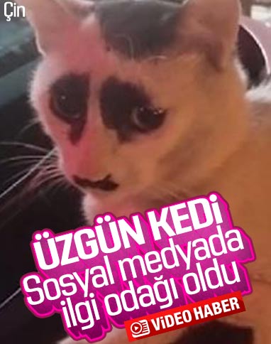 Çin'deki üzgün kedi, sosyal medyada ilgi odağı oldu