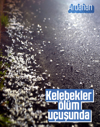 Ardahan'da kelebeklerin 'ölüm uçuşu'