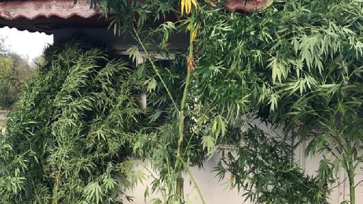 Sakarya'da kenevir bahçesinde çatışma: 2 yaralı