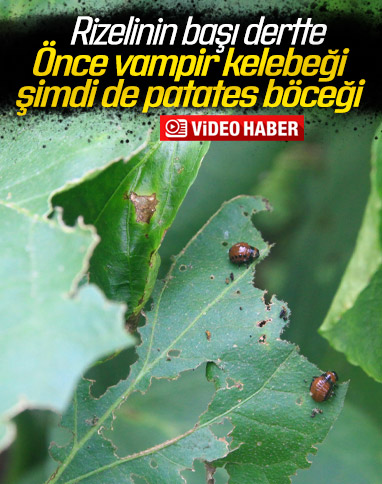 Rize'de patates böcekleri, sebzelere zarar veriyor