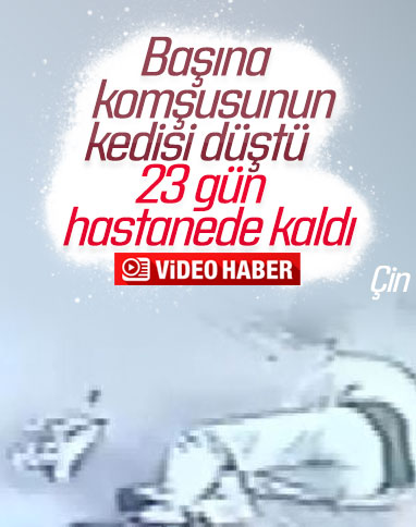 Köpeğini gezdiren adamın kafasına komşusunun kedisi düştü