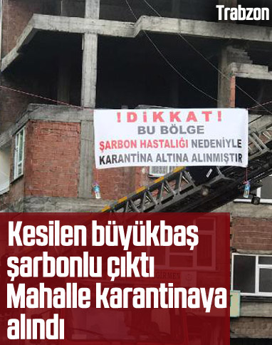 Trabzon'da kesilen büyükbaş şarbonlu çıktı, mahalle karantinaya alındı
