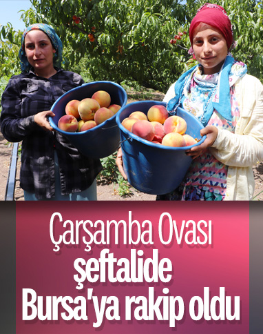 Çarşamba Ovası'nda şeftali hasadı