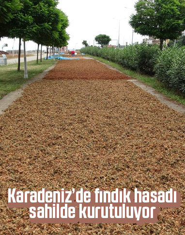 Fındık üreticisi hasadı Karadeniz Sahil Yoluna serdi