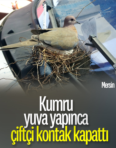 Mersin'de kamyonetin sileceğine yuva yapan kumru