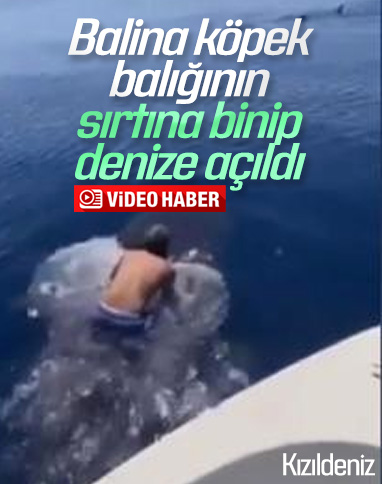 Suudi balıkçı balina köpek balığının sırtına bindi