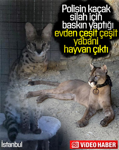İstanbul'da silah kaçakçılığı operasyonunda yabani hayvanlar ele geçirildi