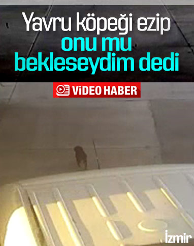 İzmir'de minibüsün ezdiği yavru köpek can verdi