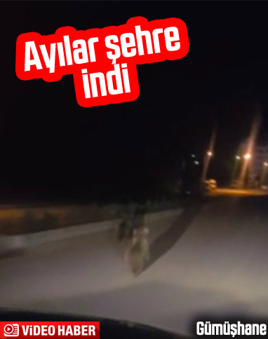 Gümüşhane'de ayılar şehre indi