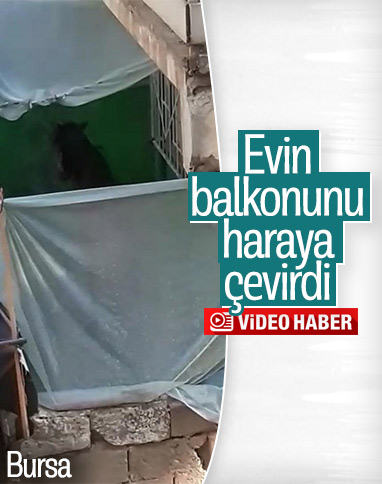 Bursa'da evin balkonundaki at şaşırttı