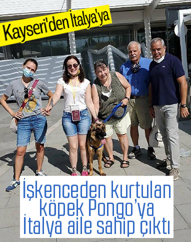 Sopayla dövülen Pongo'yu İtalyan aile sahiplendi