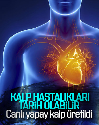 Araştırmacılar, laboratuvar ortamında canlı insan kalbi üretti