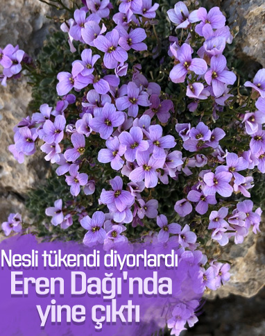 Nesli tükendiği sanılan 'Bakır kazteresi'ne yeniden rastlandı