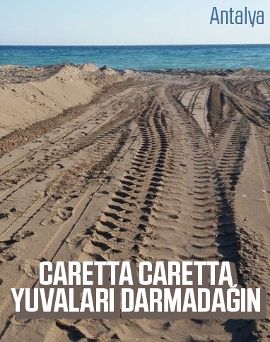 Antalya'da kaplumbağa yuvalarını kepçe ile dağıttılar