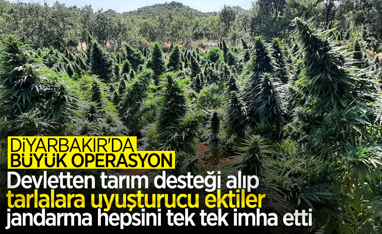 Diyarbakır'da PKK'nın finans kaynağına darbe: 4,5 milyon kök kenevir, 800 kilo esrar