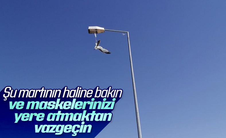 Bitlis'te ayağına maske takılan martı, direkte asılı kaldı