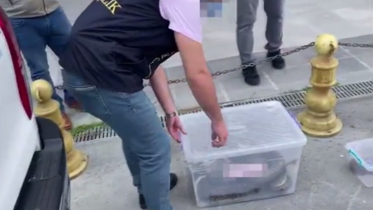 İstanbul polisinden piton operasyonu