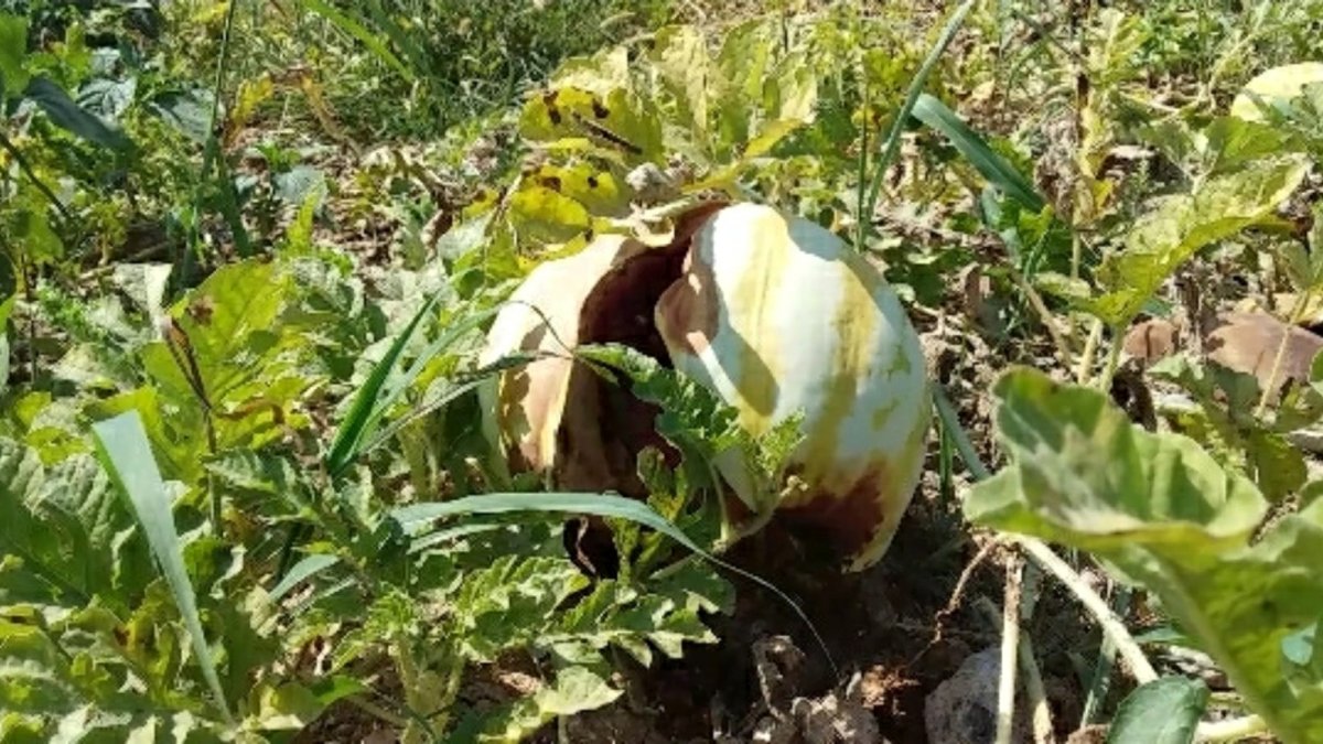 Adana'da karpuzlar aşırı sıcaktan yandı