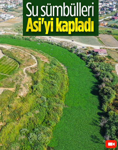 Su sümbülleri, Asi Nehri'nin yüzeyini kapattı
