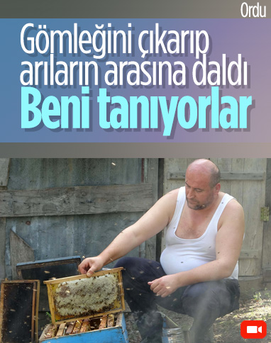 Ordulu arıcı, arılarının bakımını gömleğini çıkararak yaptı