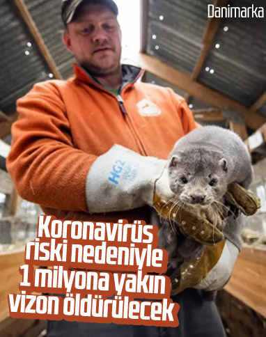 Danimarka'da korona yüzünden 1 milyona yakın vizon öldürülecek